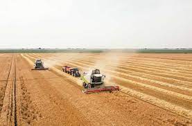 Мінагрополітики: станом на першу половину липня найбільше площ обмолочено на Херсонщині,  а найвища середня врожайність у  Полтавській області 